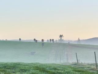 Bio-Ferienhof Höfler- 400 Jahre alter 4-Seithof, direkt neben dem Rannasee - 5