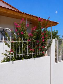 La bouganvillia à Érétrie, Ile d'Eubée, Grèce - 9