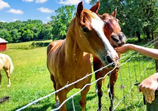 Country Living Horses and Wildlife - 9
