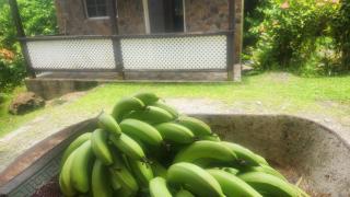 River Splash Cottage at Concord-Dominica - 7