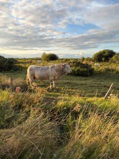 The Ballyforan Cottage - 1