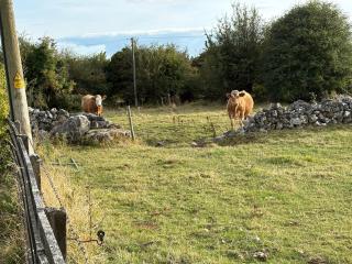 The Ballyforan Cottage - 8