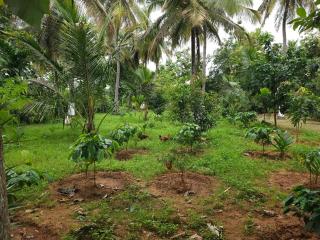 The BLC Farms - 4