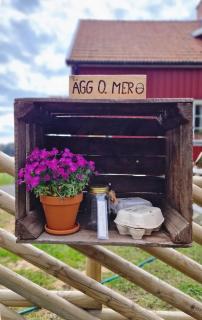Tiny house Lugnet - forest and microfarm stay - 4