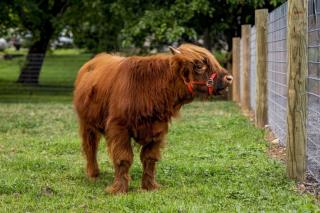 The Place Next Door – Stylish Amish-Country Stay - 7