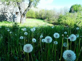 faggio rotondo - natura autentica - 2