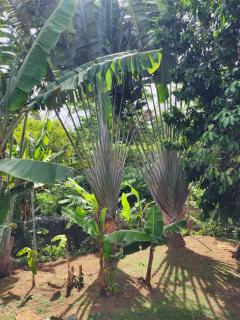 Bluebell at Tropical Apartments Tobago - 6
