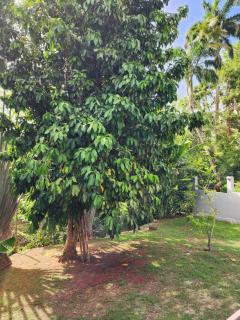 Bluebell at Tropical Apartments Tobago - 5