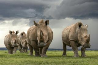 JW Marriott Mount Kenya Rhino Reserve Safari Camp - 5