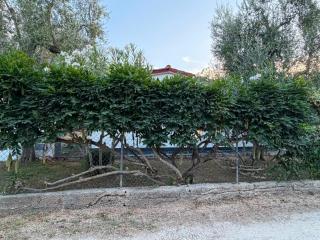 Domus Vestae - 2