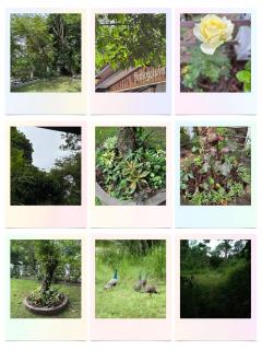 Birdsong Haven Kandy - 5
