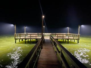Golden Gull - 6