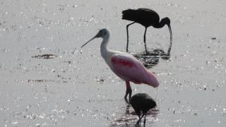 Birds I View - 7