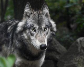 Ferienwohnungen am Tierpark Sababurg - 4