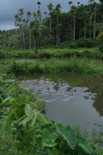 Orchid Villa by Palmgrove Retreat Properties - 2