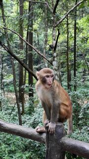 Evergreen Forest Retreat Zhangjiajie, Near National Forest Park Avator Park, Luxury Nature Escape, Free Airport&Train Shuttle Service & Travel itinerary, English Speaking Butler - 2
