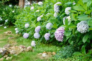 Evergreen Forest Retreat Zhangjiajie, Near National Forest Park Avator Park, Luxury Nature Escape, Free Airport&Train Shuttle Service & Travel itinerary, English Speaking Butler - 5