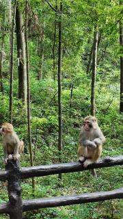 Evergreen Forest Retreat Zhangjiajie, Near National Forest Park Avator Park, Luxury Nature Escape, Free Airport&Train Shuttle Service & Travel itinerary, English Speaking Butler - 3