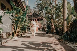 Rumi Bumi Lovina - A Home For Unhurried Days - 9