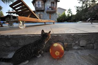 Olympos Koyevi Countryhouse - Olympos - 7