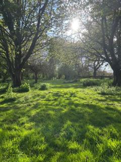Canutes Field bell tent - 8
