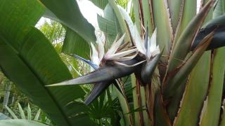 Vue mer et montagne dans jardin tropical - 7