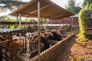 TeaCrest Farmstead Village Life Stay -  - 1