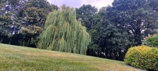 Salix - 5