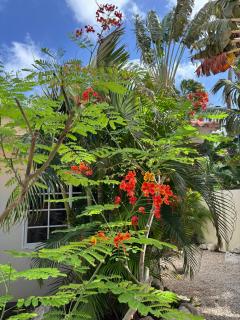Blue Marlin Apartments, nabij Mambo Beach - 1