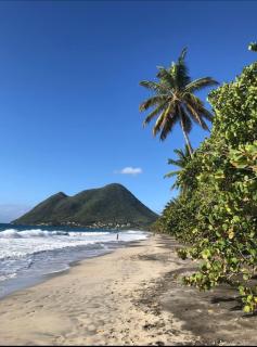 Abricotier à proximité des plages du sud - 8