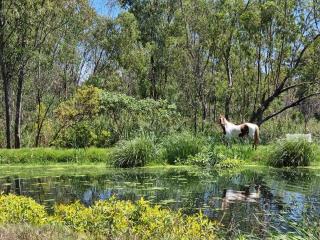 Appaloosa Luxury Glamping Tent near Cullinan - 5