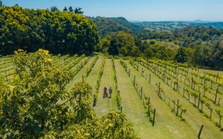 Forest Haven 2 BR Styled Modern Sanctuary at Maleny - Maleny - 8