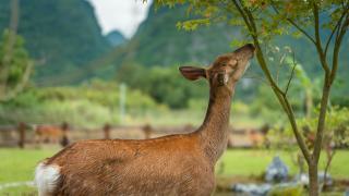 The Deer Haven Yangshuo - A Luxury Heritage & Modern Karst Mountain Retreat by Yulong River -Private Hot Spring Bath & Deer Interaction Experience & Rooftop Terrace - 1