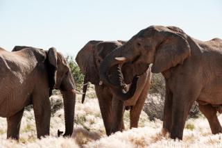 Elephant Rest Tented Camp - 7