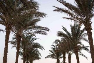 Acel Beach Resort Hotel - 0