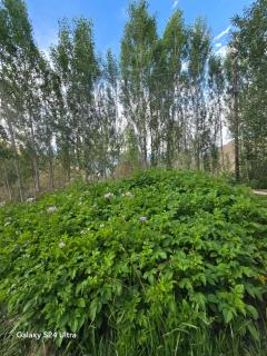 Chhuma homestay - 7