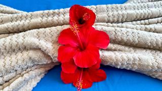 Experience the Pool View Dream at Estrella Dominicus - 7
