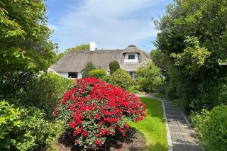 Strandnelke - 9