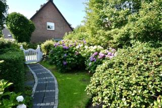 Strandnelke - 5