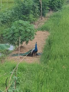 Paddy field guest house weherahena - 4