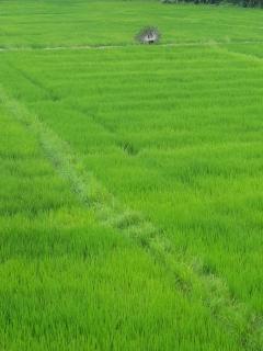 Paddy field guest house weherahena - 1