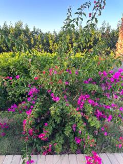 Suite delta sharm - 9