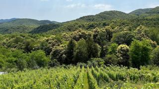 Dedina Klet - Vineyard Cottage with Mountain View - 9