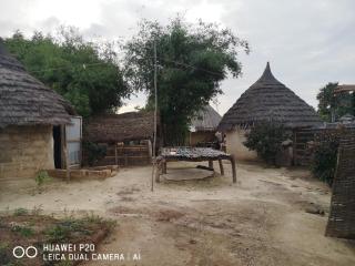 Bambous - 3