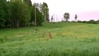 Su Gamta Piliakalnio namelis - 1