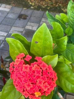 Tropical Garden Resort - 6