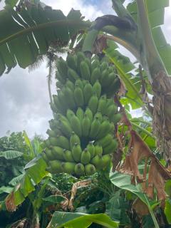 Tropical Garden Resort - 2