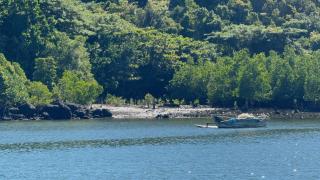 Mangrove Creek - 2