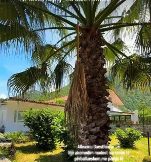Albseina Guesthouse - 0