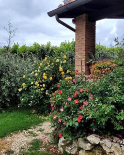 B&B Il Viandante Guardea Umbria - 2